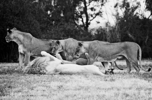 Lions' play