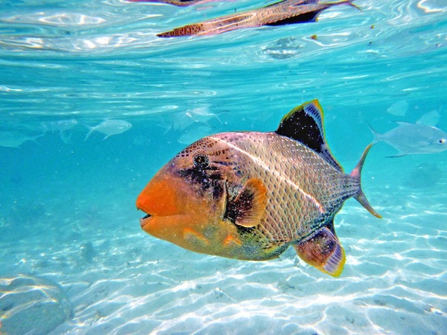 Porouclas fish