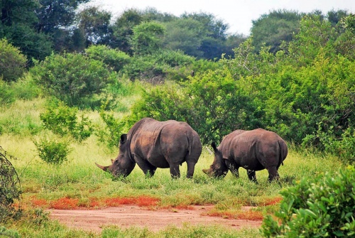 Rhino's food