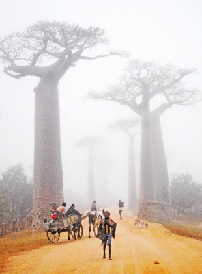 Baobab village