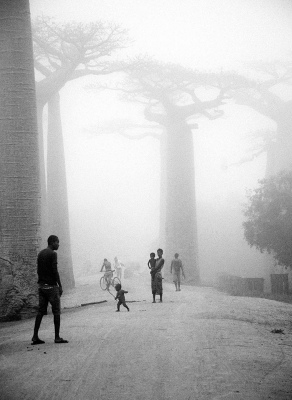 Foggy baοbabs