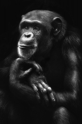 Chimpanzee Portrait