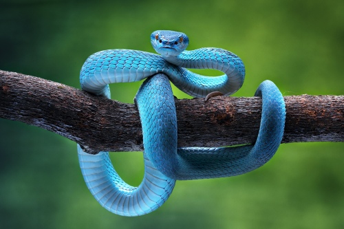 Blue Pit Viper