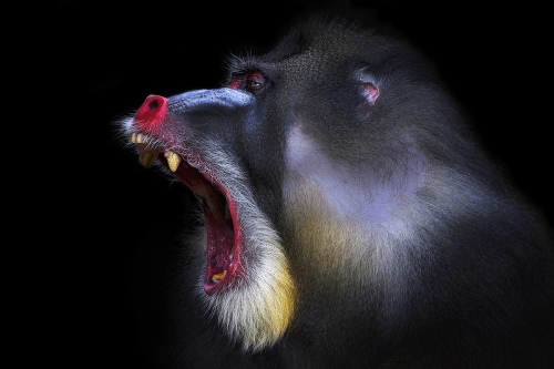 Yawning