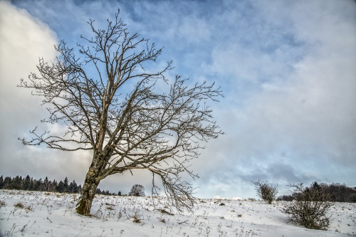 Landscape - 005