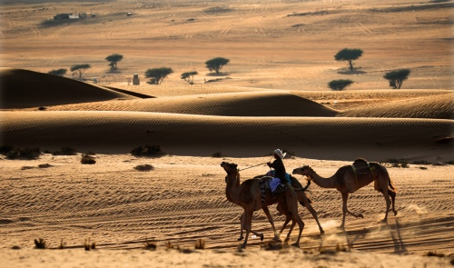 Camel ring in the desert