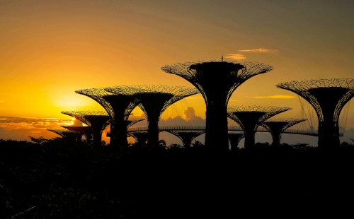 The Iron trees at Dawn