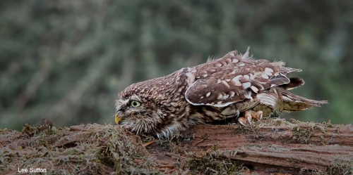 Owl blending in