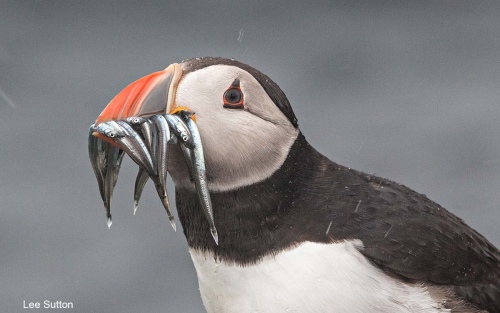 Puffin