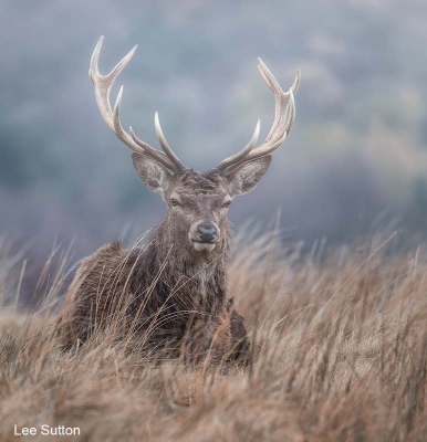 Stag