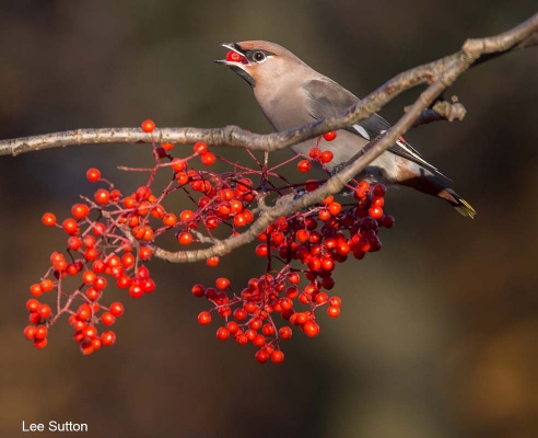 Waxwing