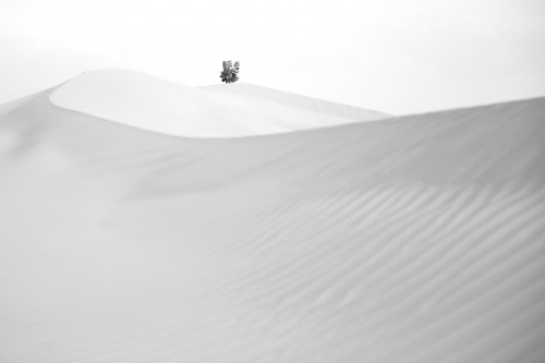 plant in the desert