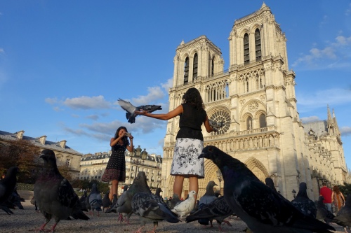 flying with pigeons