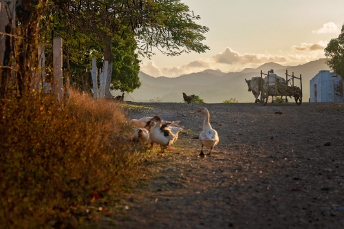 A morning in the country