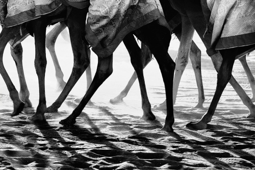 Ola Allouz