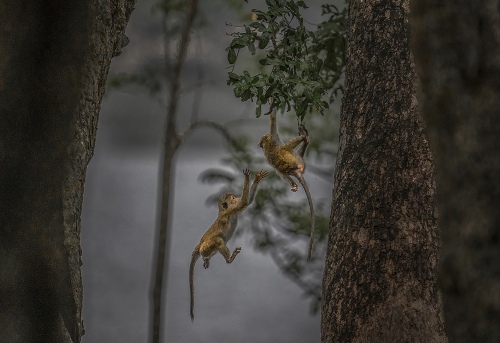Jump into my hands buddy