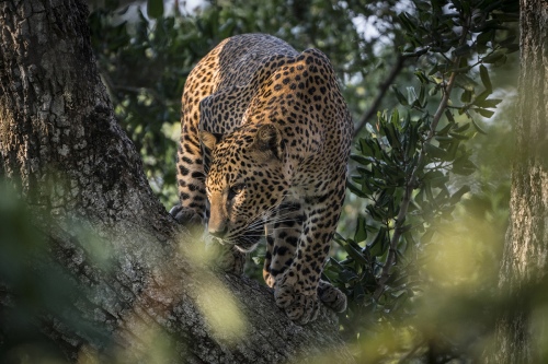 Searching for Hunt