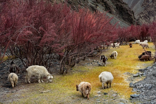 Way to Pangong
