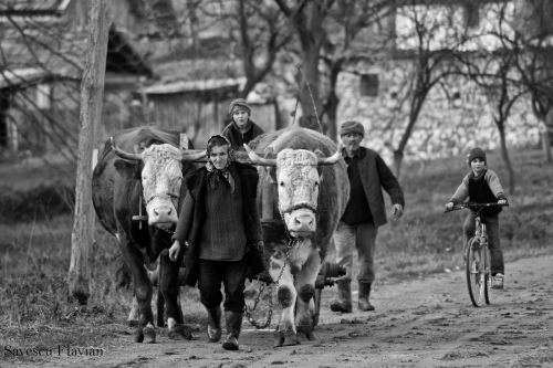 Oxcart