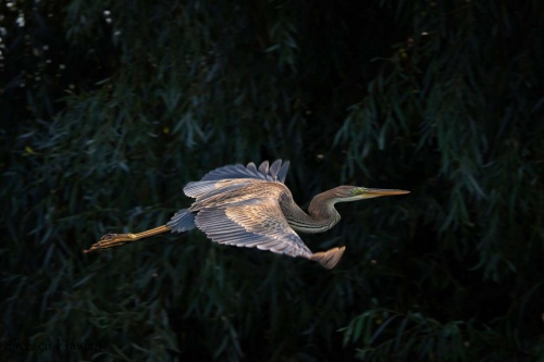 A glider