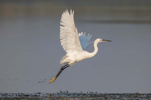 Elegant takeof