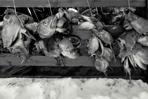  Fish Heads For Drying 
