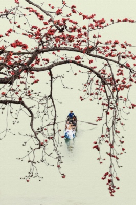 Kapok blossom