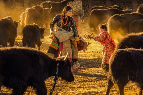 Collect cow dung for mom