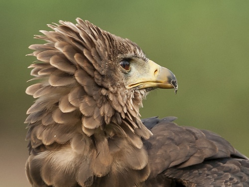Aquila