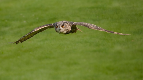 Raptor