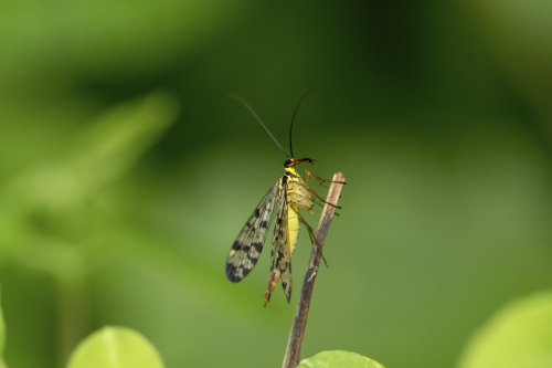 Scorpionflies4