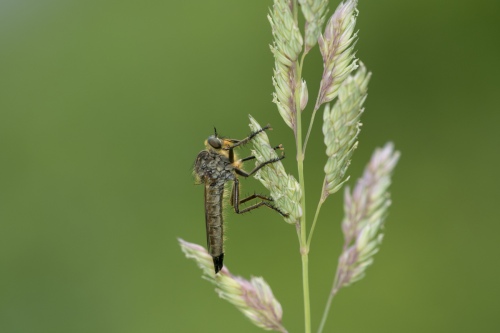 Scorpionflies5