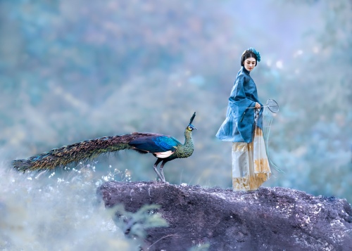 The peacock and the beauty