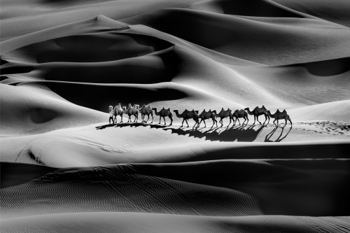 Camel shadow