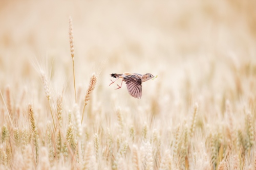 Cisticola juncidis