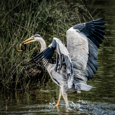  Grey Heron Landing Catch