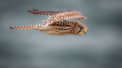 Great Orme Kestrel