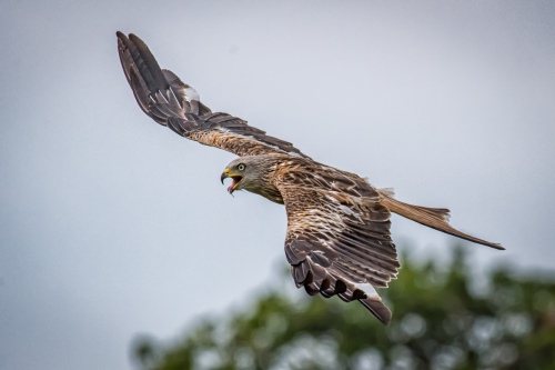 Red Kite