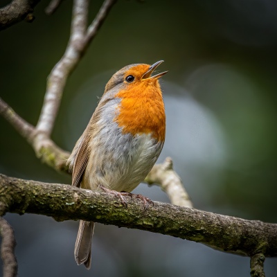 Singing Robin