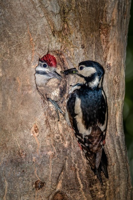 Woodpecker with Hatchling
