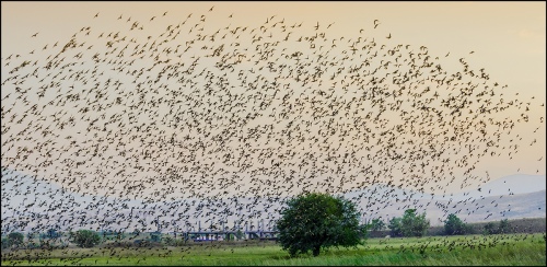Birds