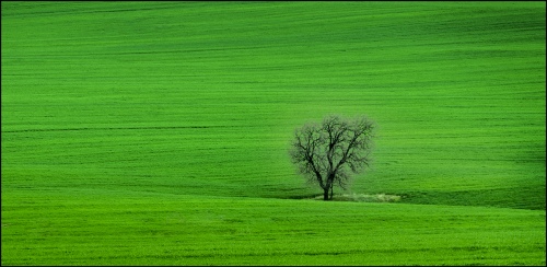 Green tree