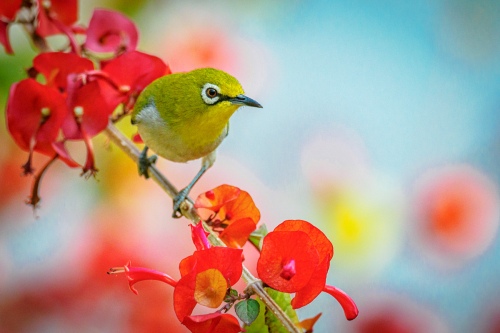  Little Bird 1