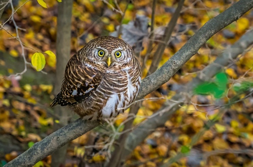Owl in Qifeng Lake Scenic Area