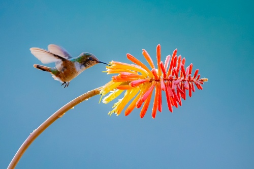 Spring birds and frangrant flowers