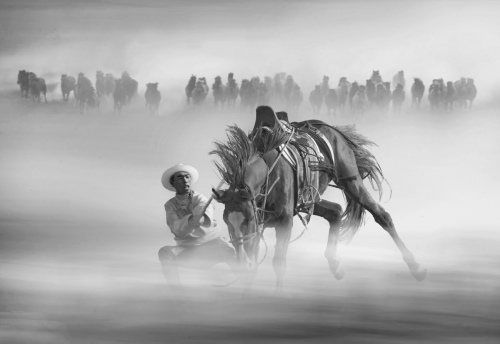 Tame horses