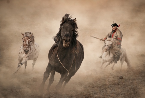 Herdsman 4