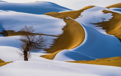 The Lonely Watchman