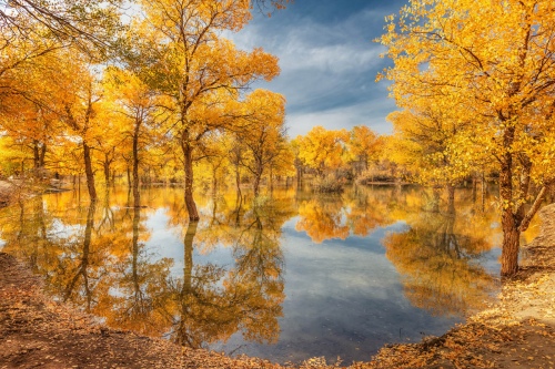 Reflection of golden poplar