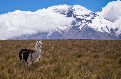 Chimborazo 05